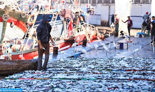 ارتفاع قيمة منتوجات الصيد المسوقة على مستوى ميناء آسفي بنسبة 33 بالمئة إلى غاية متم غشت الماضي (المكتب الوطني للصيد)
