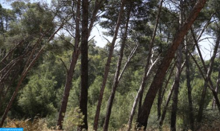 سيول تحتضن في شهر ماي 2022 المؤتمر العالمي للغابات