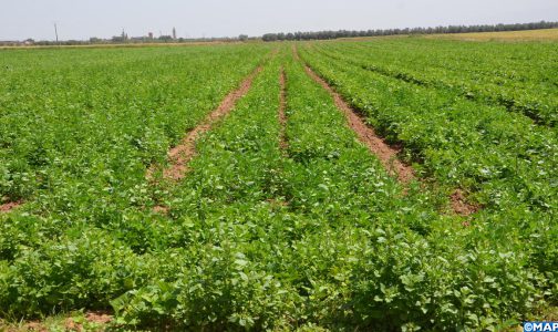 الرباط-سلا-القنيطرة: توقعات ببلوغ المساحة المخصصة للزراعات الربيعية 112,900 هكتار