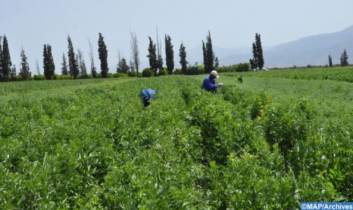 بحث تعزيز التعاون بين المغرب وفلسطين في المجال الزراعي