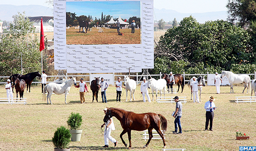 Meknès: Plus de 160 éleveurs au 1er concours inter-régional des chevaux Arabe-Barbe