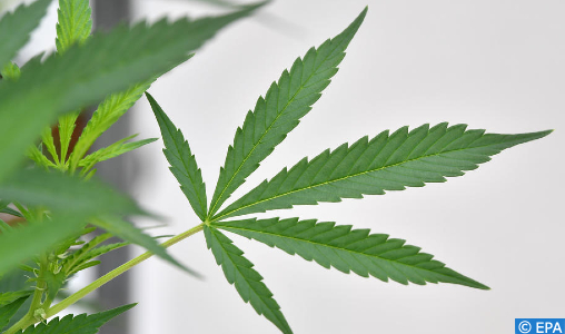 Réglementation du cannabis: l’arsenal juridique complété par l’entrée en vigueur de six nouvelles décisions