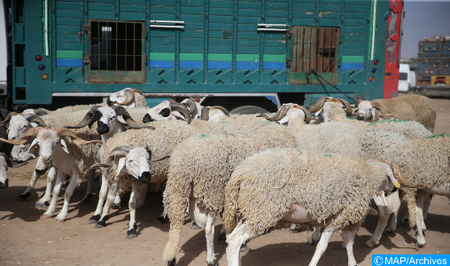 Tanger: Interdiction de la grillade des têtes de moutons dans les rues de la ville